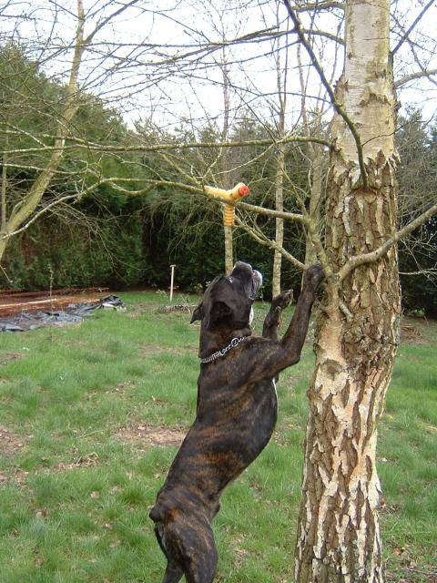 boxer - Ughy - Boxer