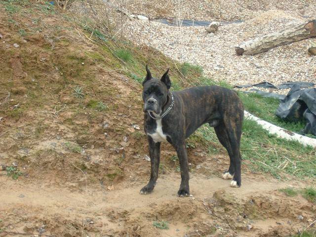 boxer- Ughy - Boxer