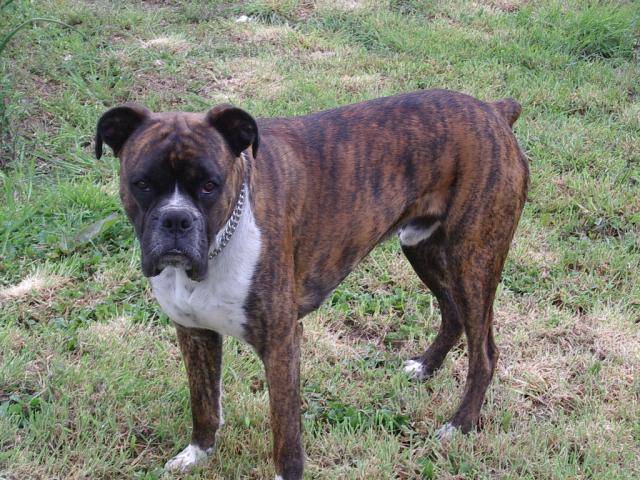 BOXER - Boxer