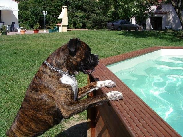 BOXER - Boxer