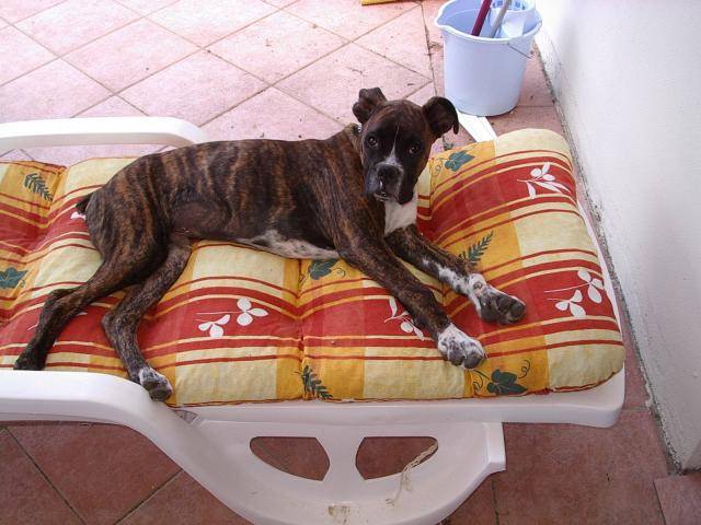 BOXER - Boxer