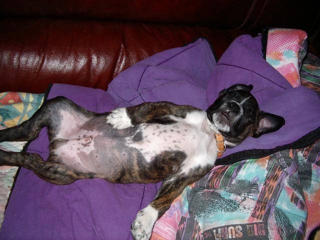 BOXER - Boxer