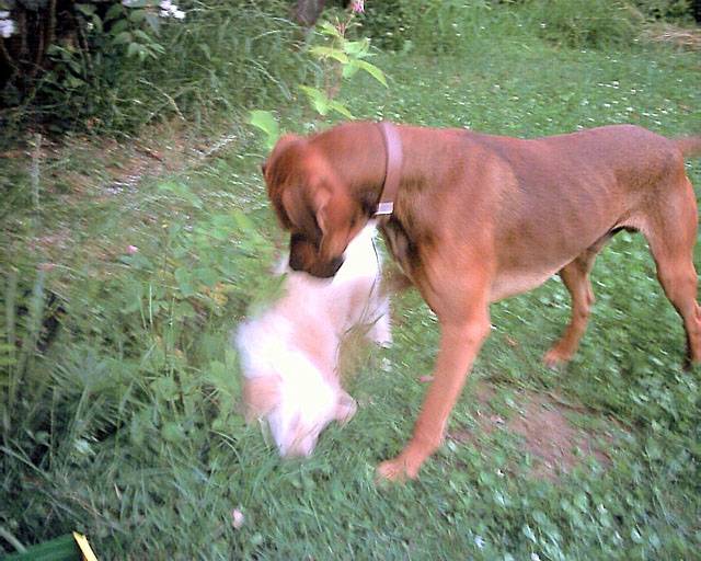 Croisé boxer et ? - Jock - Boxer