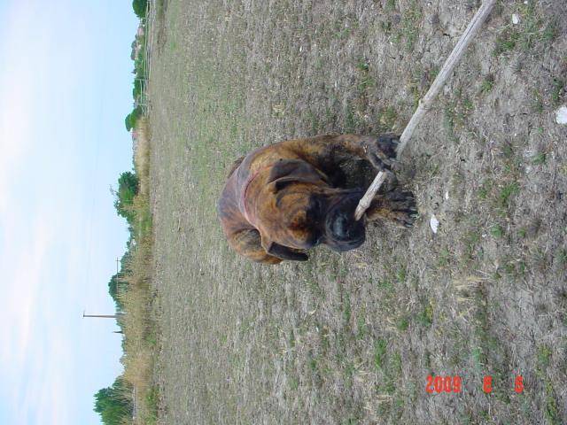 boxer darko - Boxer