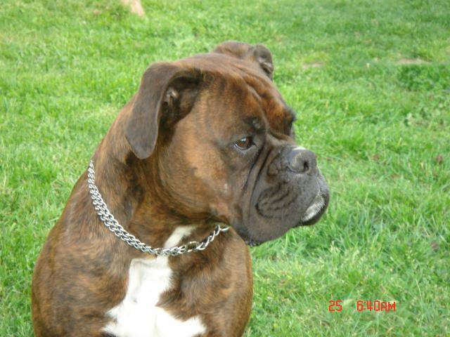 boxer - Boxer