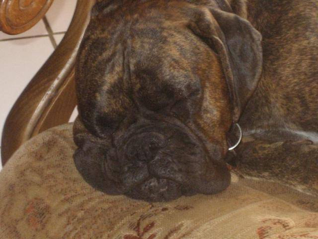 boxer - Boxer