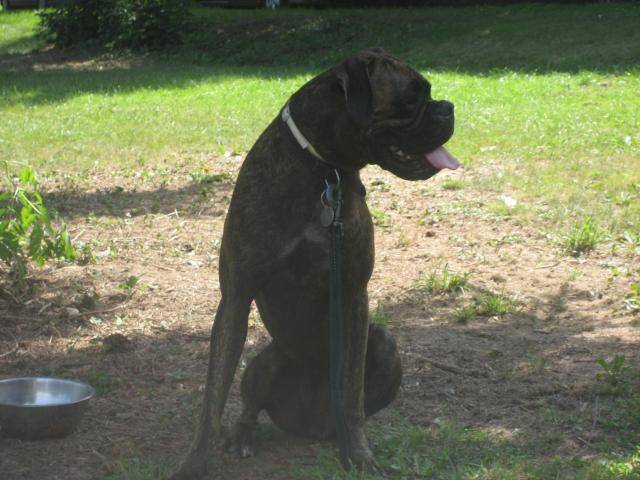 boxer - Boxer