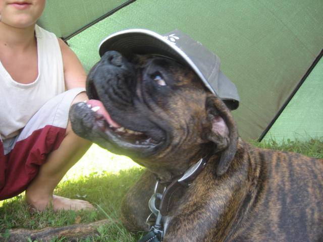 boxer - Boxer