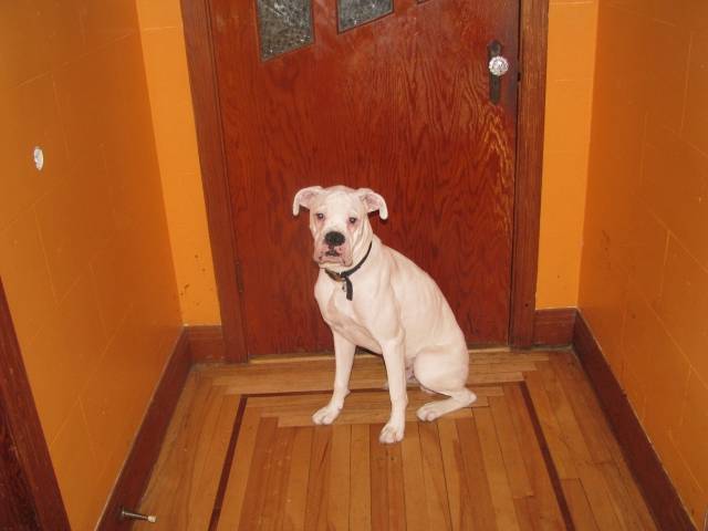 boxer Domino - Boxer
