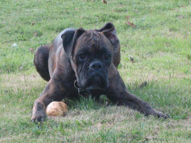 boxer - Boxer