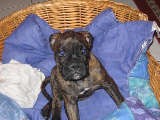 boxer - Boxer