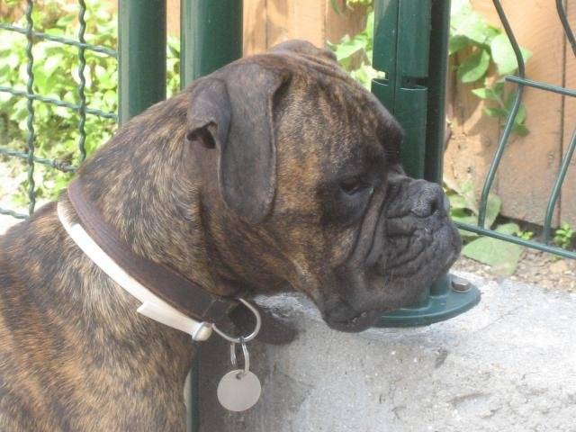 boxer - Boxer