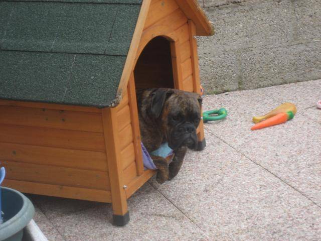 boxer - Boxer