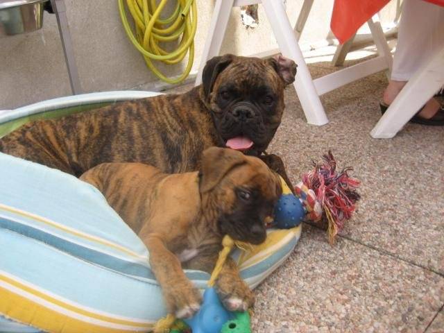 boxer - Boxer