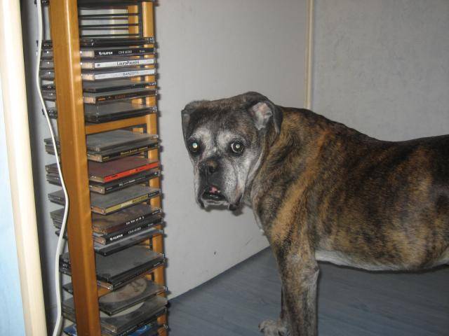 boxer - Boxer