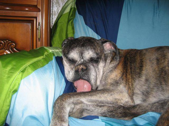 boxer - Boxer