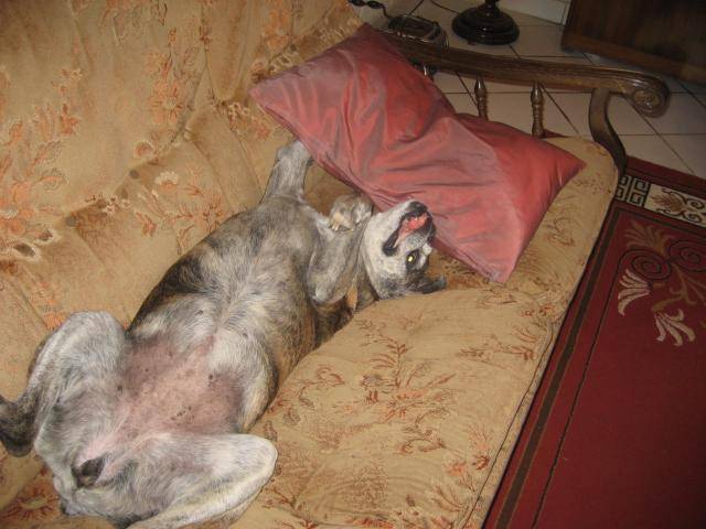 boxer - Boxer