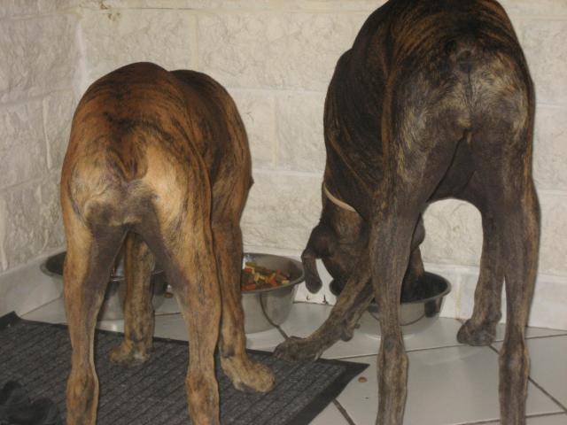 boxer - Boxer