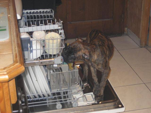boxer - Boxer