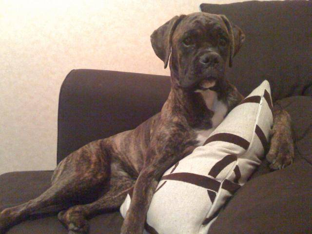 Boxer "Ma petite Dia" - Boxer