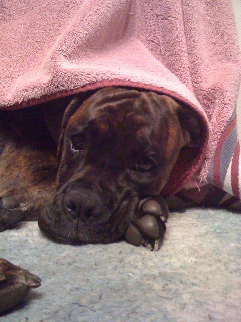 Boxer "Ma petite Dia" - Boxer