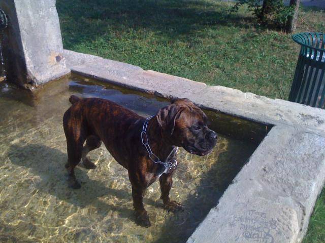 Boxer "Ma petite Dia" - Boxer