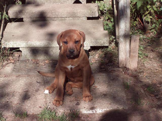 epsy croisée boxer/rottweiller - Boxer