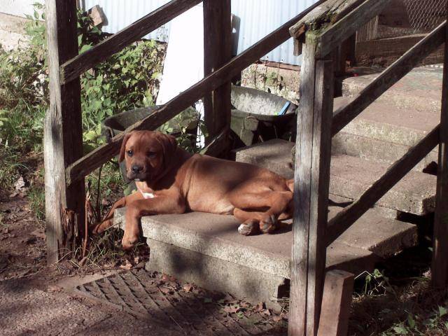 epsy croisée boxer/rottweiller - Boxer