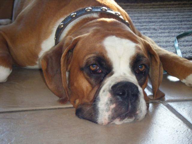 tchico boxer de 10 mois male - Boxer (10 mois)
