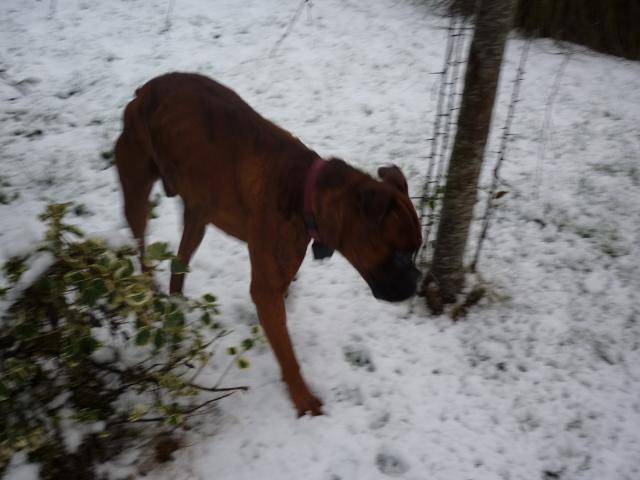 Boxer - Boxer