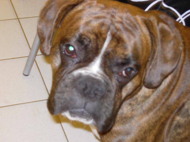 Darius boxer - Boxer