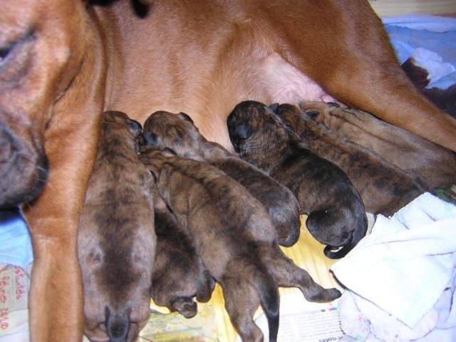boxer - Boxer