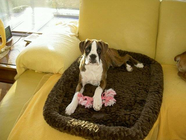 boxer ELLA - Boxer