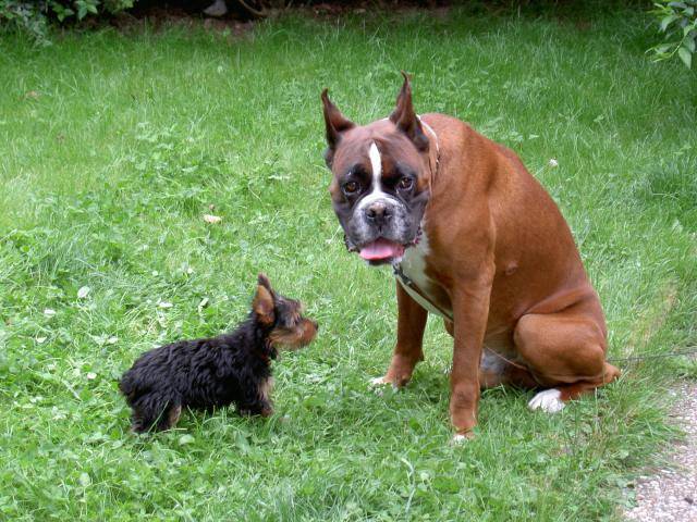 BOXER NEWTON - Boxer