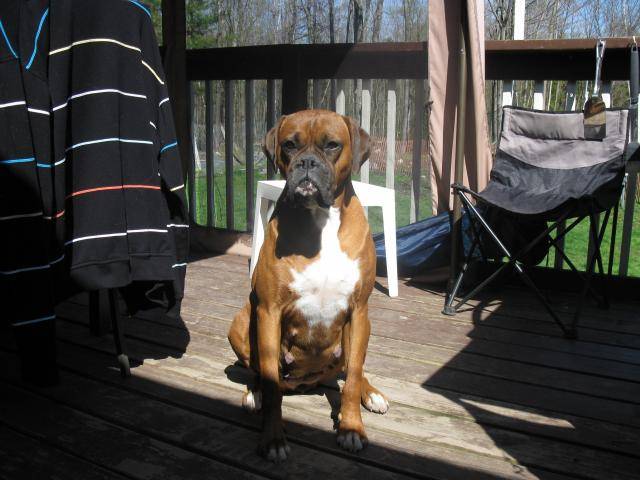 boxer prenom lili - Boxer