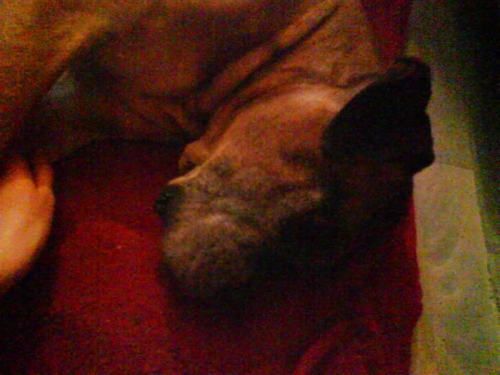 Mabrouc - Boxer Mâle (10 ans)