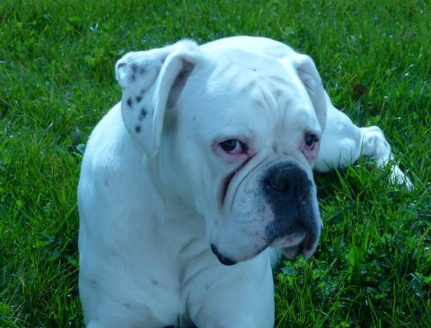 Bahia boxer blanc - Boxer