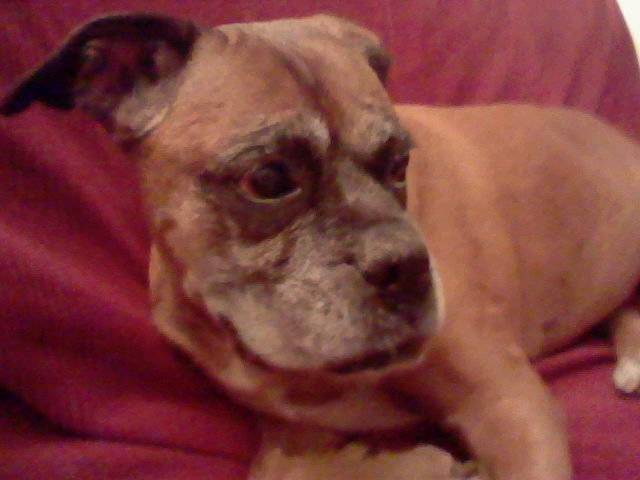 ma chienne qui est morte - Boxer (13 ans)