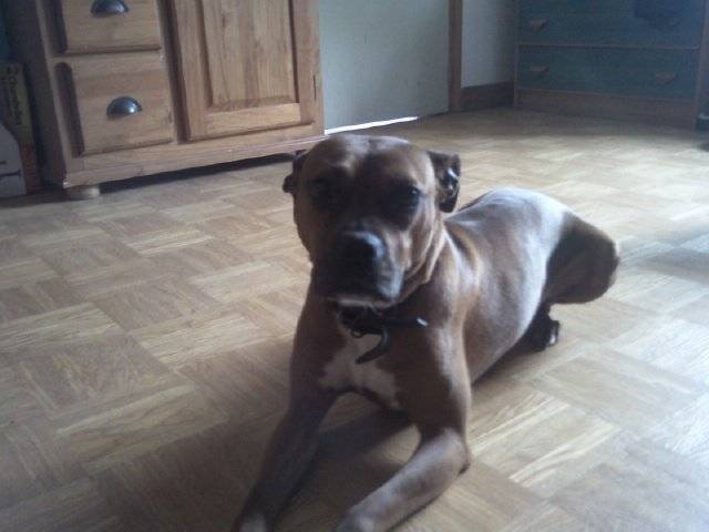 cheevy croisée boxer et ??? - Boxer