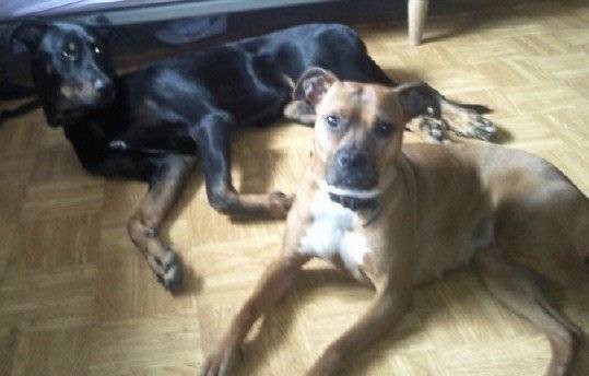 cheevy croisée boxer et ??? - Boxer