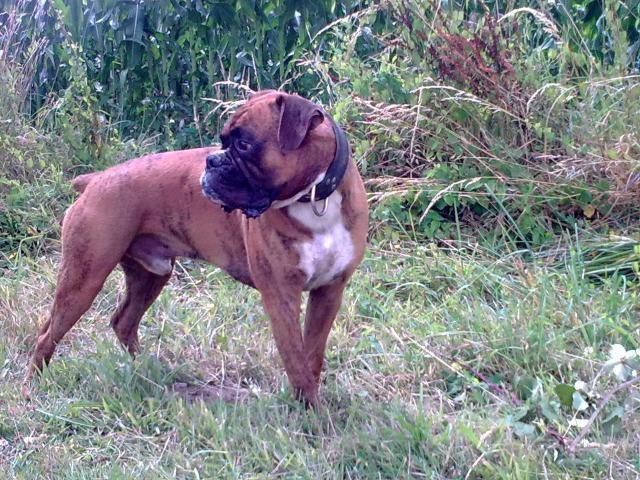 boxer - Boxer