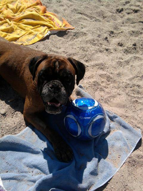 Ayrton Boxer - Boxer