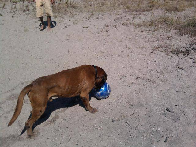Ayrton Boxer - Boxer