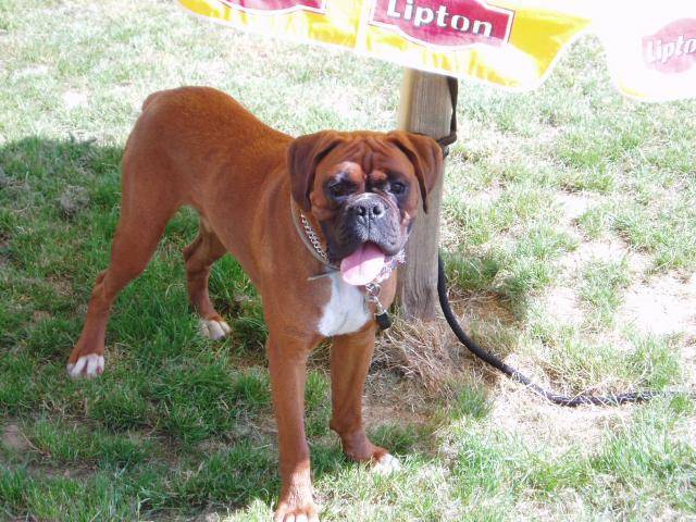 Boxer ( volt ) - Boxer