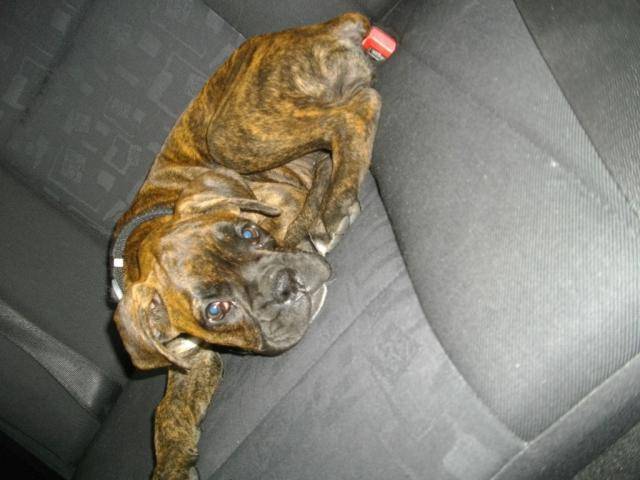 GAYA boxer bringée - Boxer