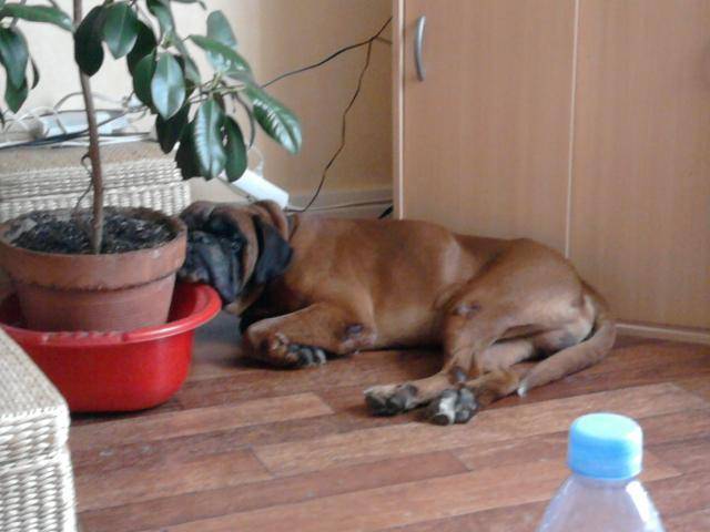 Ayrton Boxer - Boxer