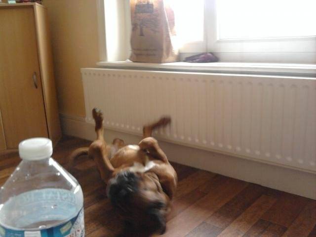 Ayrton mon Boxer - Boxer