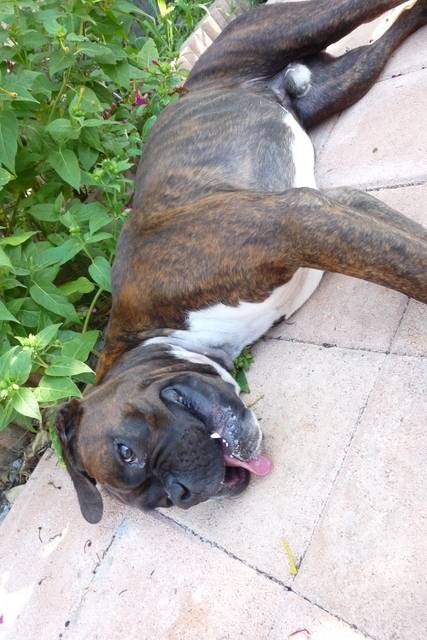 BOXER Tyson - Boxer