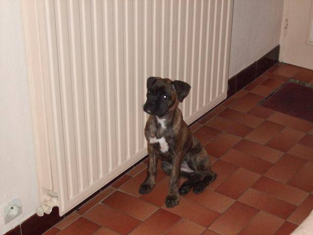 boxer - Boxer