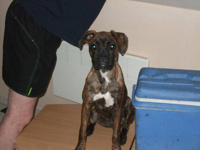 boxer - Boxer